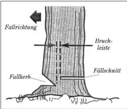 Shindaiwa 490/EC1 - Fällen von großen Bäumen - 1