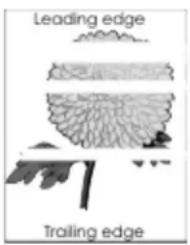 Leading edge Trailing edge