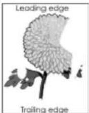 Leading edge Trailing edge