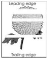 Leading edge Trailing edge