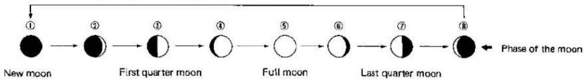 CITIZEN Cal 3531 - What is the age of the moon - 2