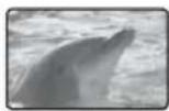 SAMSUNG SMX-F33LP - Ausblenden - 3
