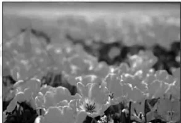 CANON TS-E 45MM F/2.8 - 3.Tilt Function - 2