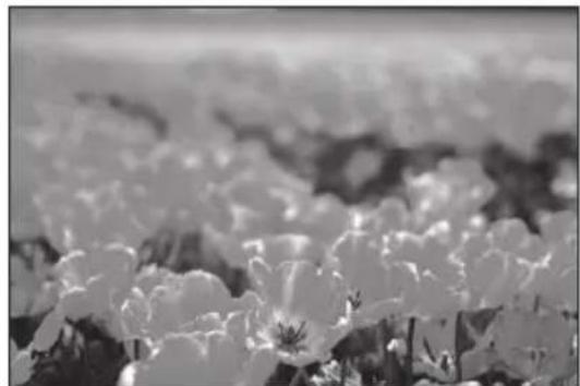 CANON TS-E 135MM F2.8L Macro - ■Shooting a field of flowers - 3