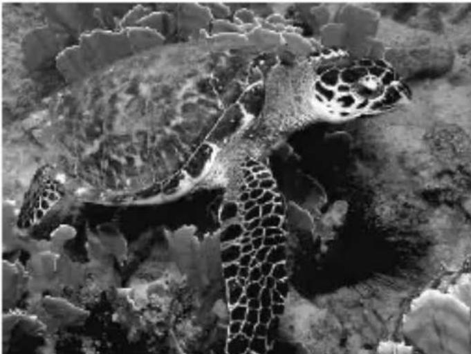 SEALIFE Wide Angle Lens SL970 - Tolle Weitwinkelaufnahmen leicht gemacht - 1