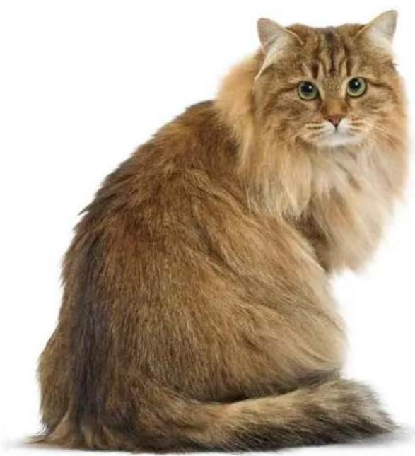 Royal Canin Intense Beauty - in Soße - 3