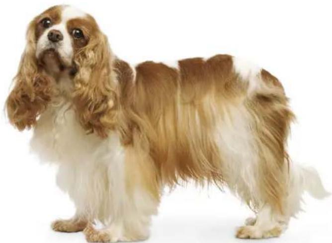 Royal Canin Cavalier King Charles - Cavalier King Charles - 4
