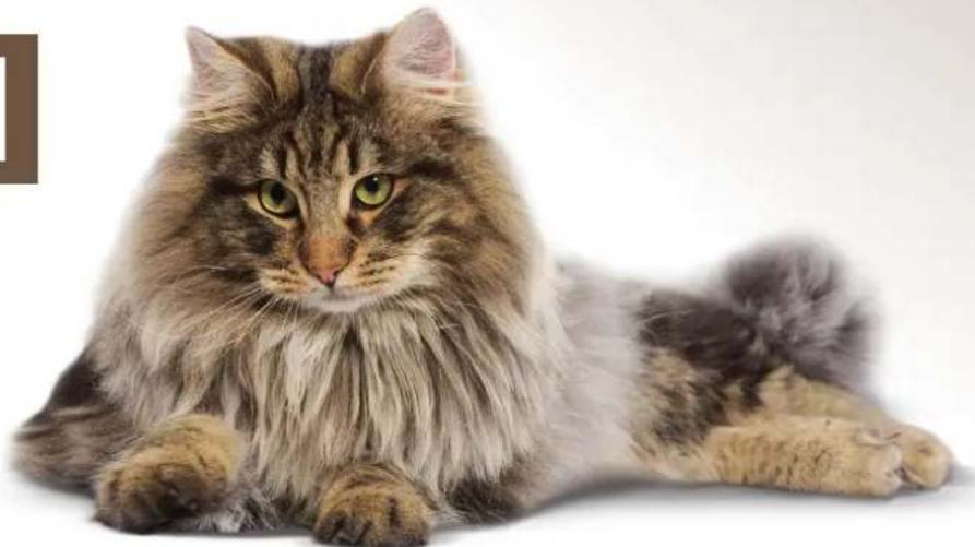Royal Canin Ageing +12 - AGEING +12 - 2
