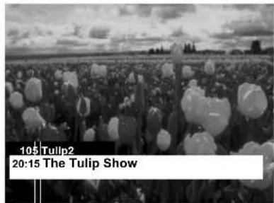 105 Tulip2 20:15 The Tulip Show