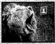 PANASONIC NV-EX3B - Recording Extra Close-up Shots of Small Subjects (Macro Close-up Function) - 18