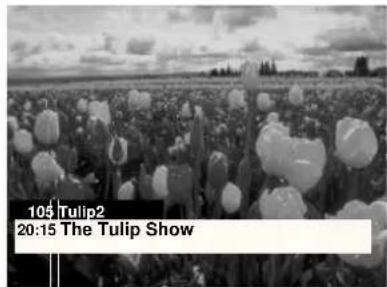 105 Tulip2 20:15 The Tulip Show