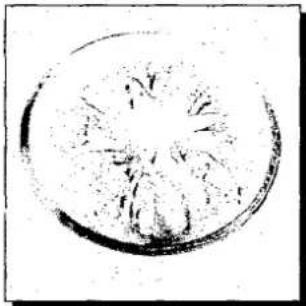 PANASONIC NN-S517F - Vegetables - 6