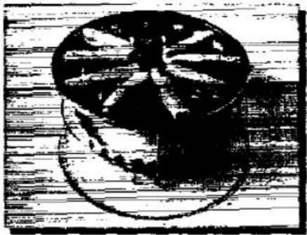 PANASONIC NN-K403 - TURNING - 1