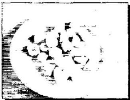 PANASONIC NN-K403 - Vegetables and Vegetarian - 1