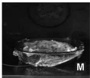 PANASONIC NN-CF853W - Frozen meal 200 g - 800 g - 1