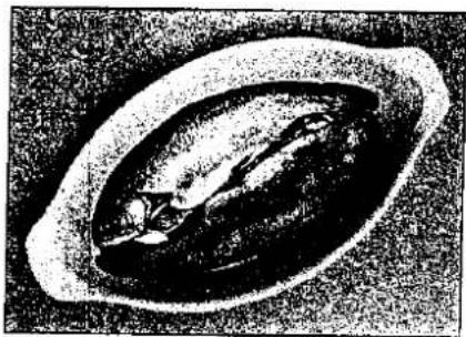 PANASONIC NN-A773 - WHOLE FISH - 1