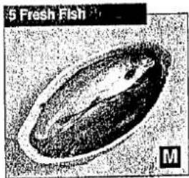Mikroskopisches Bild einer einzelnen ovalen biologischen Struktur mit der Beschriftung '5 Frischer Fisch' und einem Maßstabsbalken sowie dem Buchstaben 'M' (kein zusätzlicher Text oder Symbole)