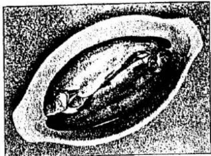 Illustration eines stilisierten offenen Mundes mit einer strukturierten, abstrakten Form im Inneren (kein Text oder Symbole).