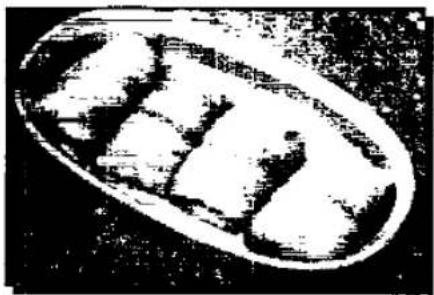 PANASONIC NN-877E - WHEN IS FISH COOKED? - 1