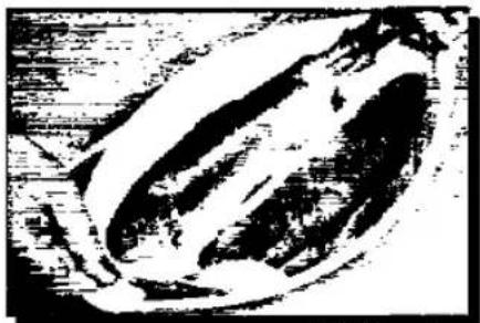 PANASONIC NN-877E - FISH STEAKS - 1