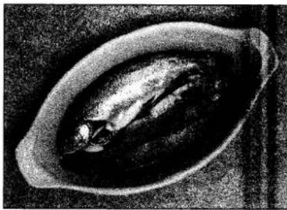 PANASONIC NN-T589 - WHOLE FISH - 1