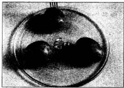 PANASONIC NN-T589 - Before Cooking - 1