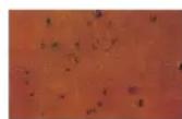 Himolla Cosyform 4.0 7601 - Leder - das tolle Naturmaterial mit Ausstrahlung - 1