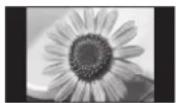 PANASONIC Viera TX-P50GW10 - Typische Standbilder - 1