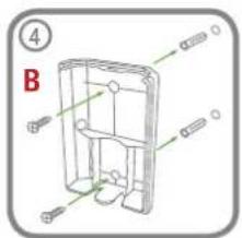 ④ B