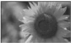SONY DPF-D95 - Single view mode (single image display) - 2