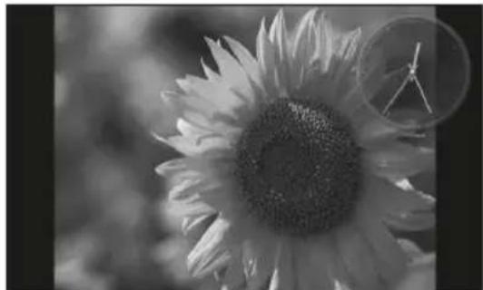 Black-and-white close-up of a sunflower with visible petals and center, overlaid with a circular inset showing a small object (no text or symbols).