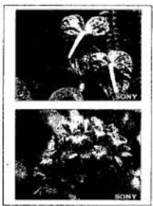 SONY CVP-M1 - Index - 4