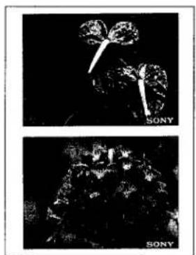 SONY CVP-M1 - Printing half-size pictures - 1