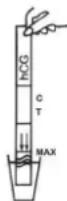 Cleartest hCG - TESTDURCHFÜHRUNG - 1