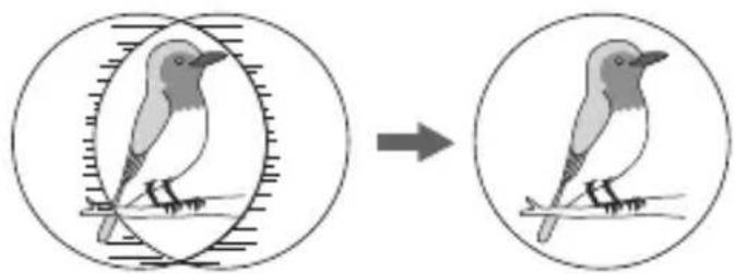 CANON 10x32 IS - Adjust the width of the binoculars. - 1