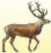 RAVENSBURGER Der Natur auf der Spur - Profi-Variante mit Baumkarten: - 2