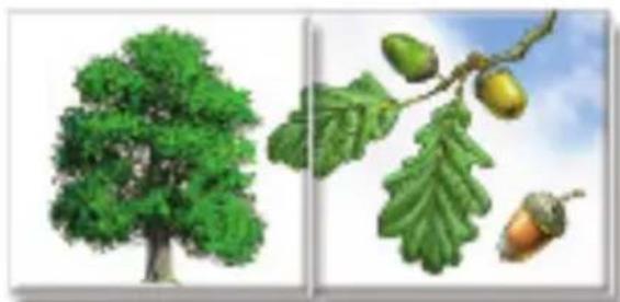 RAVENSBURGER Der Natur auf der Spur - Vor dem ersten Spiel - 4