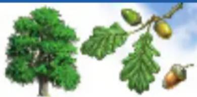 RAVENSBURGER Der Natur auf der Spur - Laubbäume haben Blätter, die sie im Herbst abwerfen. - 2