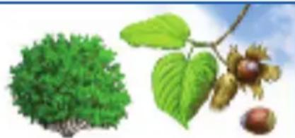 RAVENSBURGER Der Natur auf der Spur - Laubbäume haben Blätter, die sie im Herbst abwerfen. - 5