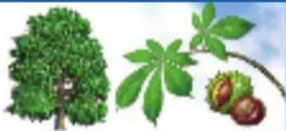 RAVENSBURGER Der Natur auf der Spur - Laubbäume haben Blätter, die sie im Herbst abwerfen. - 1