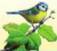 RAVENSBURGER Der Natur auf der Spur - Profi-Variante mit Baumkarten: - 6