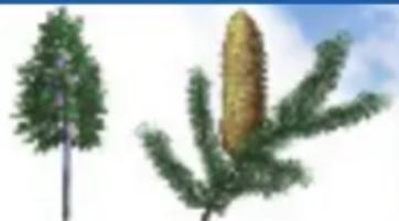 RAVENSBURGER Der Natur auf der Spur - Nadelbäume haben Nadeln, die sie das ganze Jahr über an den Ästen behalten.\* - 2