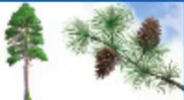 RAVENSBURGER Der Natur auf der Spur - Nadelbäume haben Nadeln, die sie das ganze Jahr über an den Ästen behalten.\* - 3
