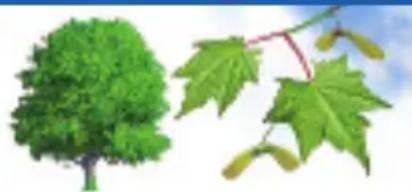 RAVENSBURGER Der Natur auf der Spur - Laubbäume haben Blätter, die sie im Herbst abwerfen. - 3