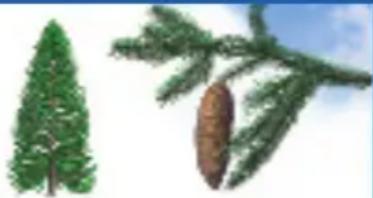 RAVENSBURGER Der Natur auf der Spur - Nadelbäume haben Nadeln, die sie das ganze Jahr über an den Ästen behalten.\* - 1