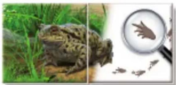 RAVENSBURGER Der Natur auf der Spur - Vor dem ersten Spiel - 2