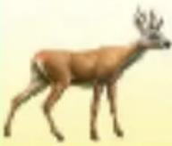 RAVENSBURGER Der Natur auf der Spur - Profi-Variante mit Baumkarten: - 3