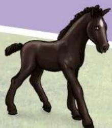 RAVENSBURGER Monkey Beach - Die neuen Horse Club Pferde sind da! - 1