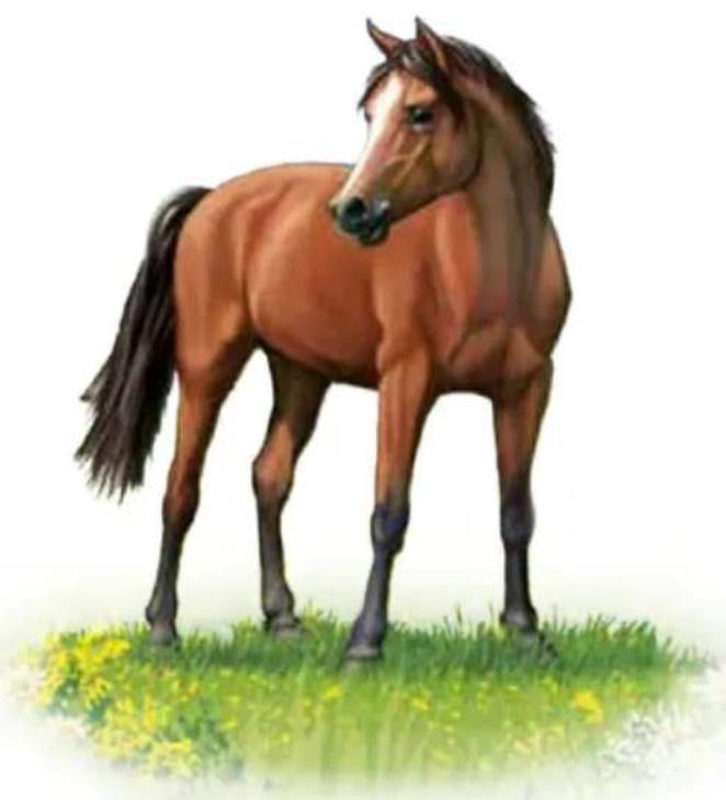 RAVENSBURGER Tiptoi Alle meine Tiere - Informationen für Eltern - 1