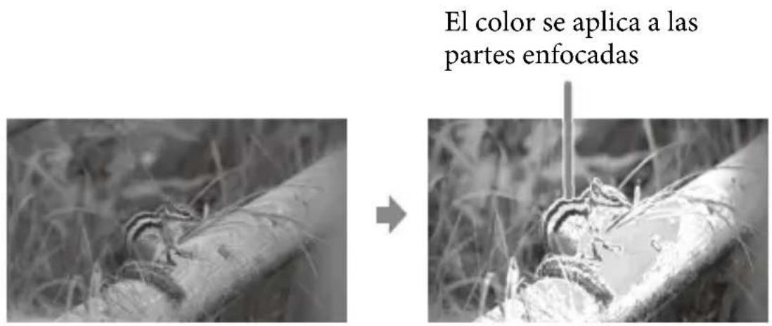 El color se aplica a las partes enfocadas